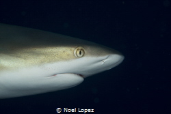 Caribbean reef shark head by Noel Lopez 